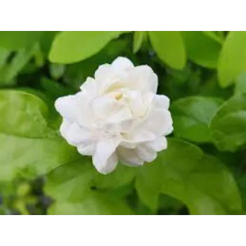 Jasmine Flower